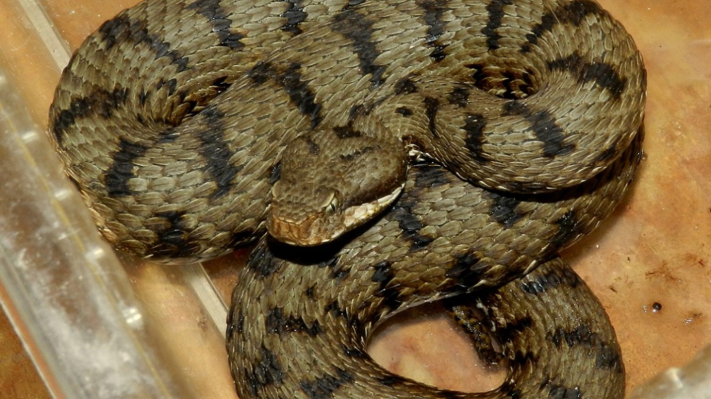 Vipera aspis - 2 esemplari femmine